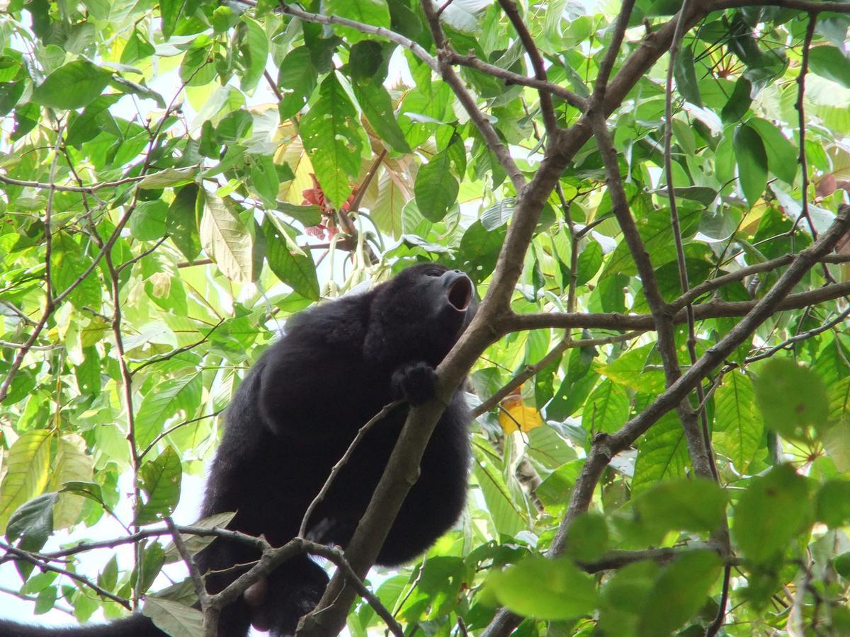 Hickatee Cottages, Belize, Central America Punta Gorda Eksteriør bilde