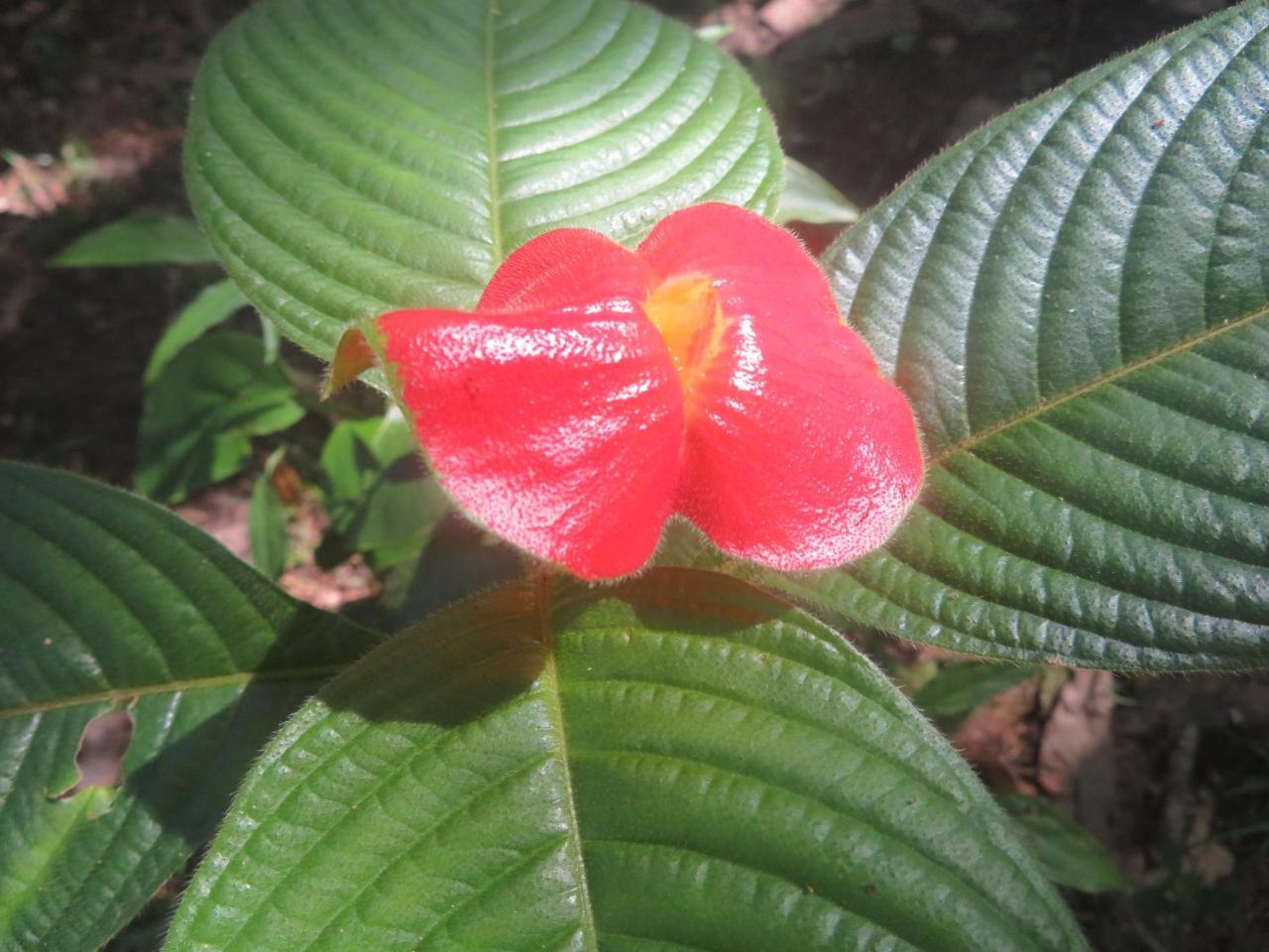 Hickatee Cottages, Belize, Central America Punta Gorda Eksteriør bilde